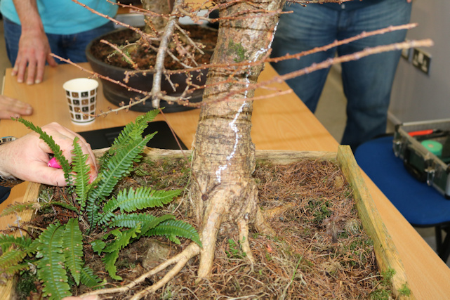 bonsai larch ireland